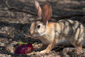 A desert cottontail rabbit, Sylvilagus audubonii, eating a red prickly pear cactus fruit in the Sonoran Desert. A cute bunny, enjoying a meal from cacti. Pima County, Tucson, Arizona, USA.