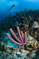 Marine sponge and diver on coral reef at Bonaire Island in the Caribbean