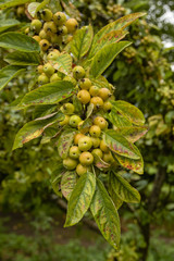 A cluster of small apples on a tree