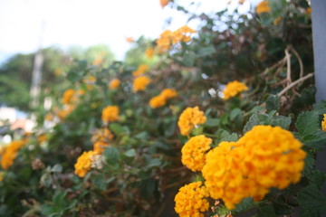 flores amarelas no jardim -yellow flowers in the garden