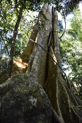 Fototapeta na wymiar Castanheira amazônica