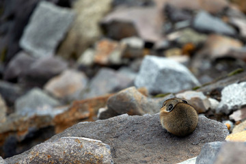 American Pika, Mount Rainier National Park, WA, USA.