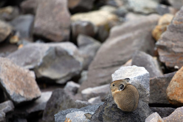American Pika, Mount Rainier National Park, WA, USA.