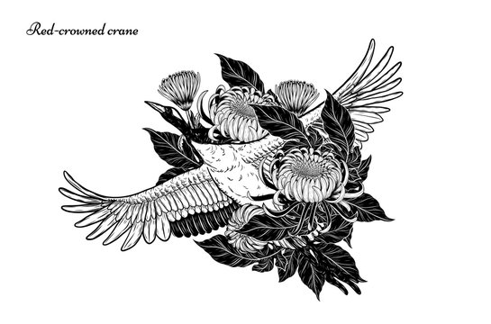 Red-crowned crane with Chrysanthemum vector by hand drawing.Beautiful bird on white background.Grus japonensis art highly detailed in line art style.Chinese bird for tattoo or wallpaper.
