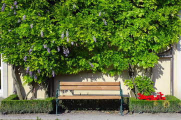 Fototapeta premium Wooden bench by a wall covered by green bushes in a garden