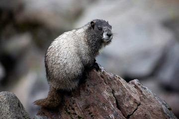 Hoary Marmot, Mount Rainier National Park, WA, USA. 