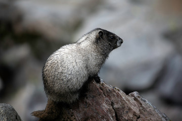 Hoary Marmot, Mount Rainier National Park, WA, USA. 