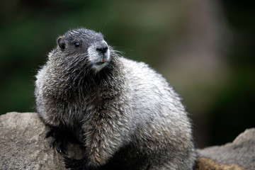 Hoary Marmot, Mount Rainier National Park, WA, USA. 