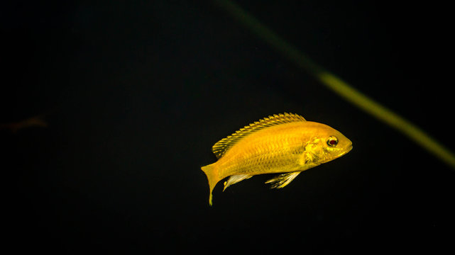 lemon cichlid fish Labidochromis caeruleus