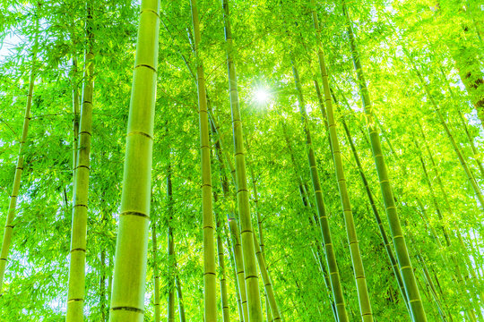 竹 のストック写真 ロイヤリティフリーの画像 ベクター およびビデオ Adobe Stock