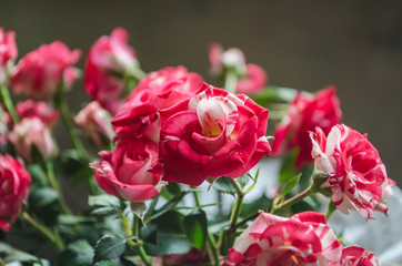 Ribbed red-white roses with leaves background, on the window.