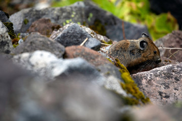 American Pika, Mount Rainier National Park, WA, USA.