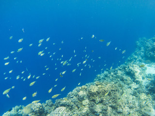 Tropical fishes school in blue sea water. Coral reef underwater photo. Tropical sea shore snorkeling or diving.