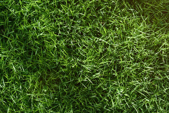 6728027 Meadow with green grass