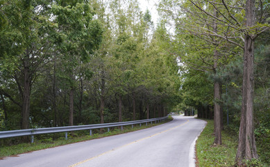 푸른 가로수 길