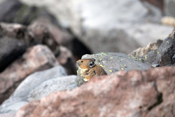 American Pika, Mount Rainier National Park, WA, USA.