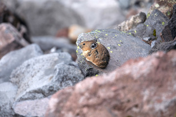 American Pika, Mount Rainier National Park, WA, USA.