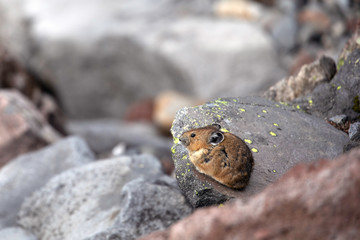 American Pika, Mount Rainier National Park, WA, USA.