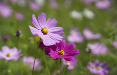 바람에 흔들리는 코스모스