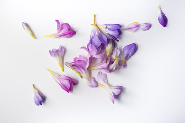 Fototapeta na wymiar violet flowers spring