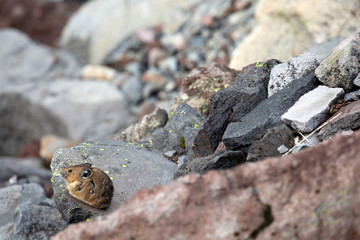 American Pika, Mount Rainier National Park, WA, USA.