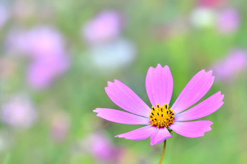 Obraz premium コスモスの花