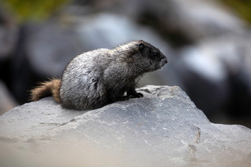 Hoary Marmot, Mount Rainier National Park, WA, USA. 