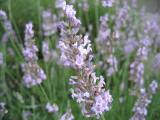 ラベンダー