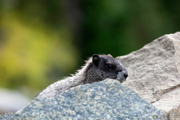 Hoary Marmot, Mount Rainier National Park, WA, USA. 