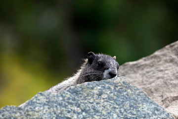 Hoary Marmot, Mount Rainier National Park, WA, USA. 