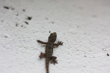 lizard hang on the white wall