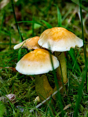 orange and white mushrooms in green grass