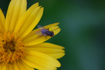yellow flower with a insect on it