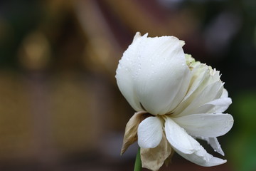 Fototapeta na wymiar lotus flower on the pool