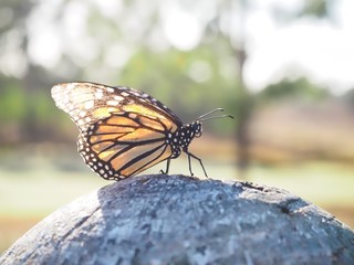 Fototapeta na wymiar Monarch Butterfly Sitting On Wooden Pole In Morning Sunlight, Queensland, Australia