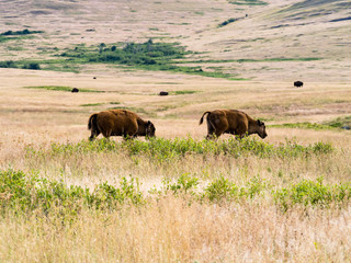 Two young American bisons walking on a meadow in National Bison Range, a wildlife refuge in Montana, USA