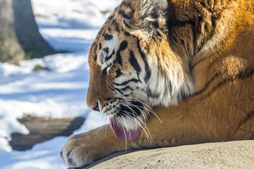 Tiger Close Profile Portrait, Laying Down