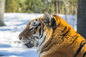 Tiger Close Profile Portrait, Laying Down
