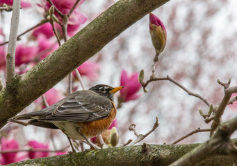 Robin Perched in Pink Cherry Tree
