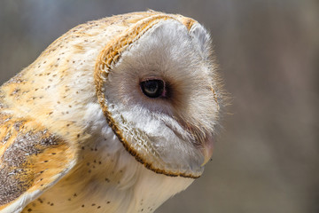 Barn Owl Close Up