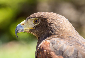 Harris's Hawk Close Up Face Profile