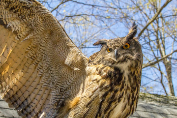 Eagle Owl Flaps Wing