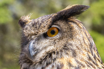 Eagle Owl Extreme Close Up With Face Detail
