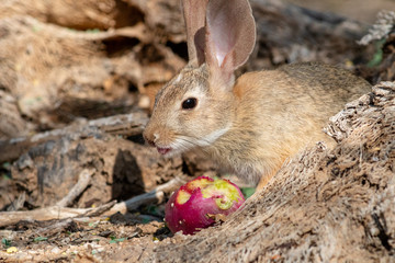 A desert cottontail rabbit, Sylvilagus audubonii, eating a red prickly pear cactus fruit in the Sonoran Desert. A cute bunny, enjoying a meal from cacti. Pima County, Tucson, Arizona, USA.