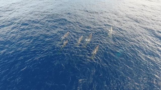 A pod of 12 sperm whales swimming peacefully in the ocean