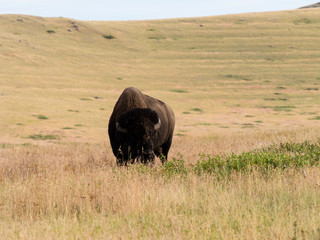 American bison on a meadow in National Bison Range, a wildlife refuge in Montana, USA