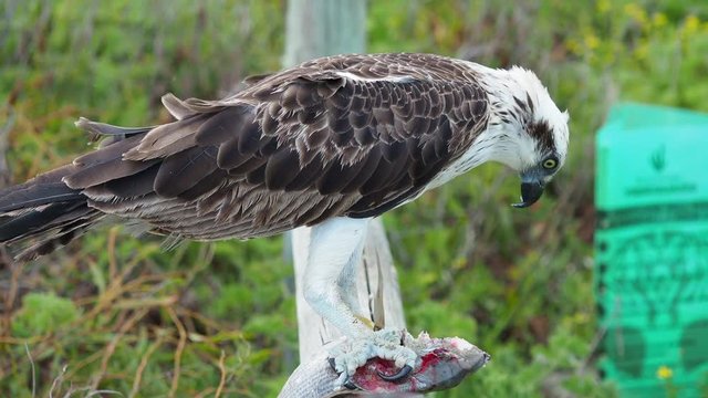 Osprey eating a silver bream fish. Western Australia. 
Close up, side view.  Shows bright red fish blood