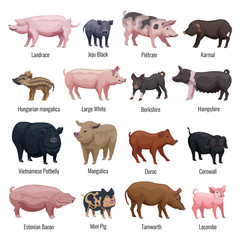 Pig Icons Set