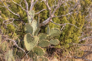 Carlsbad Cavern National Park is largely an Underground Cave System