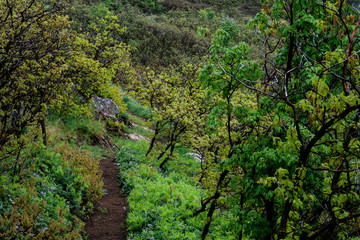 Hiking Trail Lined with Wildflowers and Scrub Oaks in Utah
